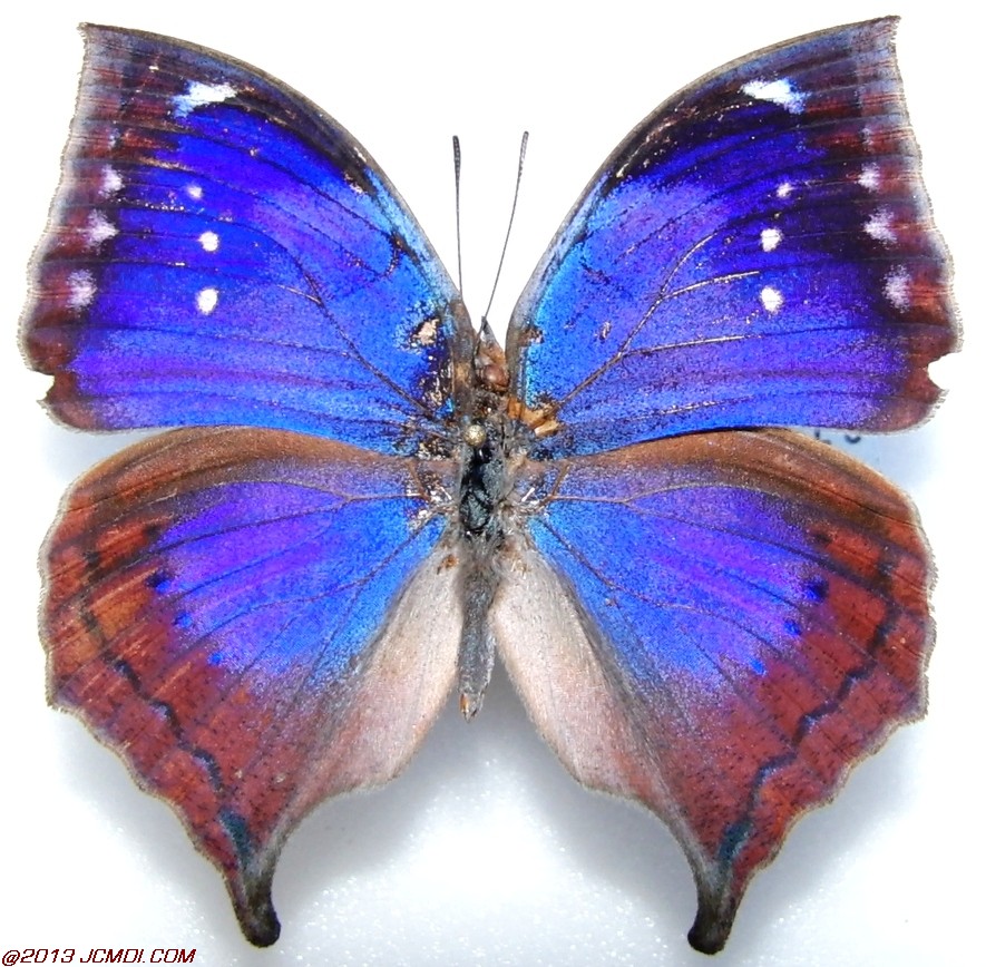Kallima jacksoni male